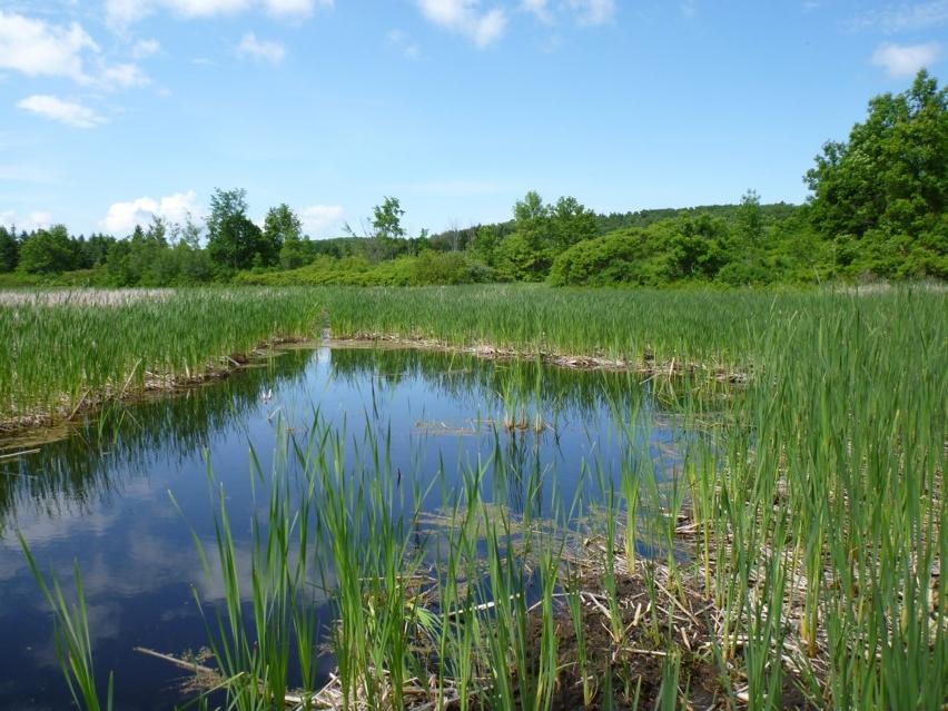 restored wetland